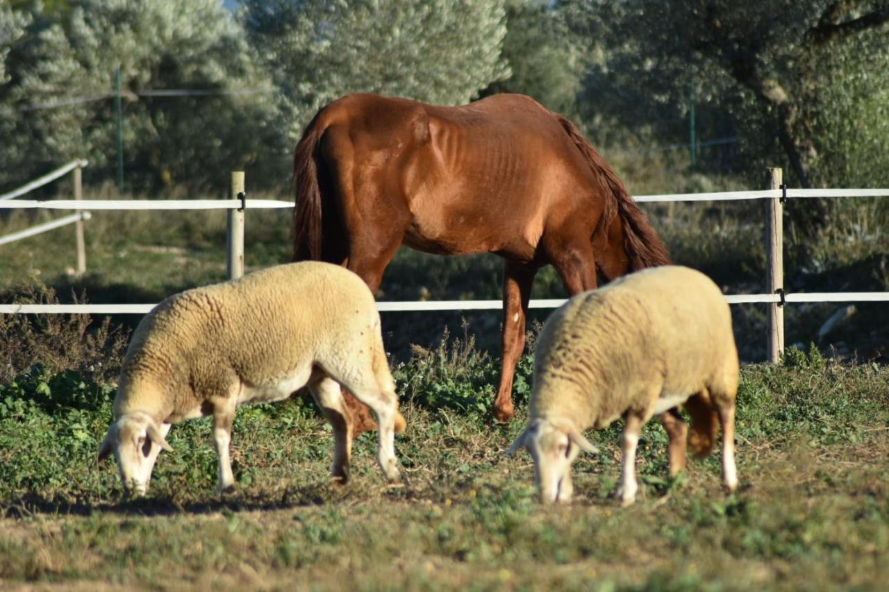 Casa Con Vistas, Piscina Y Animales De Granja, La Caseta Tarragona Dış mekan fotoğraf