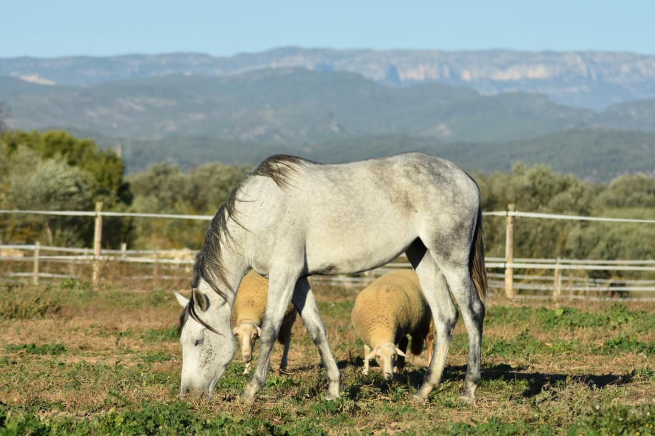 Casa Con Vistas, Piscina Y Animales De Granja, La Caseta Tarragona Dış mekan fotoğraf